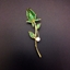Show details for Flower Copper or Brass Brooche in Flattering Style